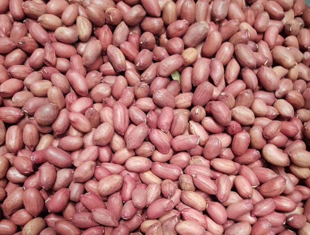 Groundnut