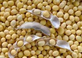 Soybean
